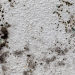 What To Do After Finding Mold in Your Commercial Property