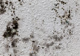 What To Do After Finding Mold in Your Commercial Property