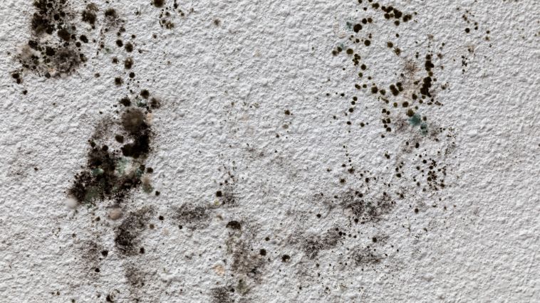 What To Do After Finding Mold in Your Commercial Property