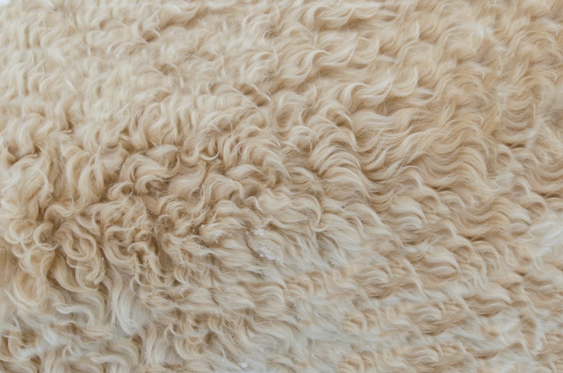 Photo by Lukas from Pexels